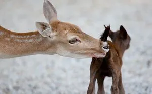 I Photograph The Loving Bond Between Animal Moms And Their Babies (34 Pics)