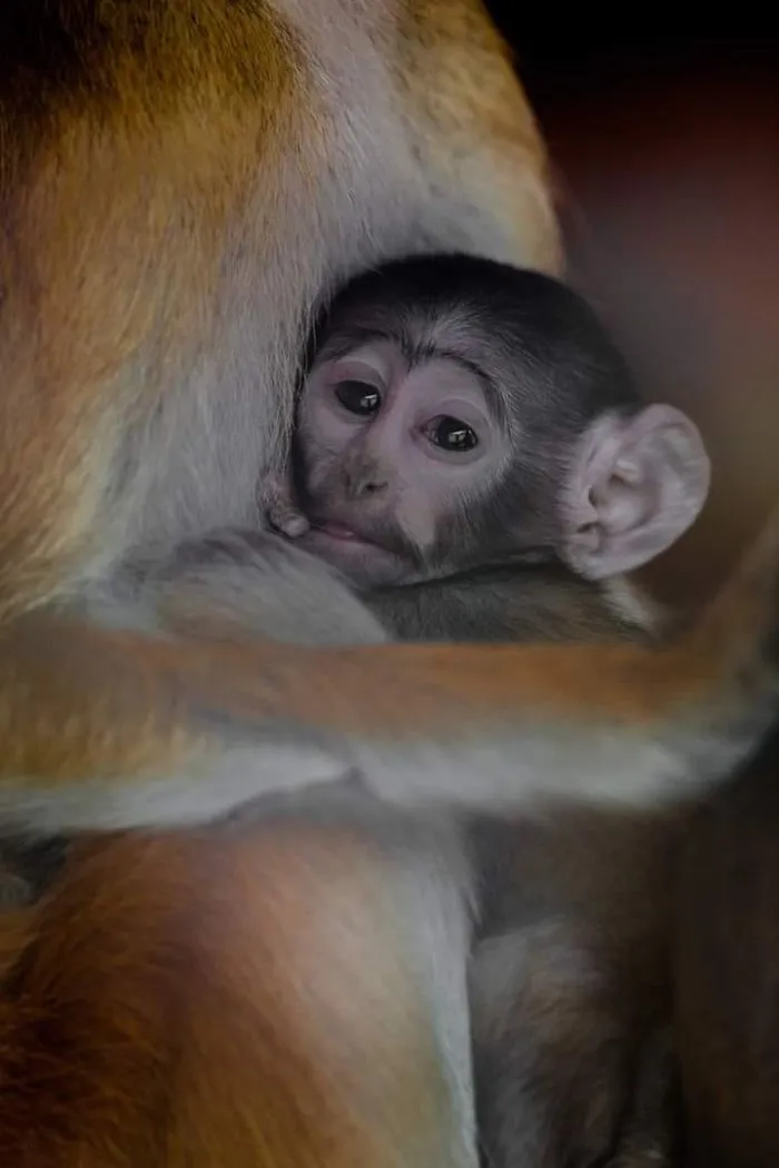 I Photograph The Loving Bond Between Animal Moms And Their Babies (34 Pics)