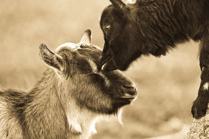 I Photograph The Loving Bond Between Animal Moms And Their Babies (34 Pics)