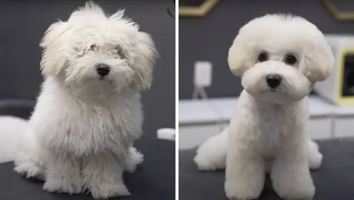31 Dogs That Look Almost Unrecognizable After Seeing These Groomers