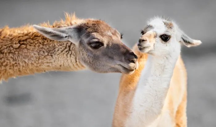 I Photograph The Loving Bond Between Animal Moms And Their Babies (34 Pics)