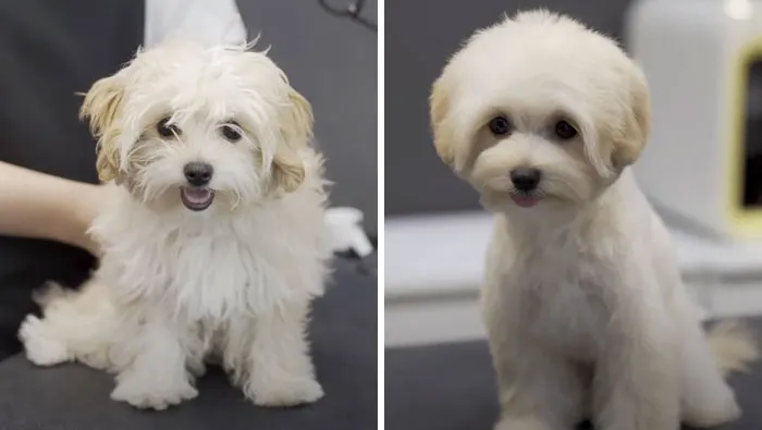 31 Dogs That Look Almost Unrecognizable After Seeing These Groomers