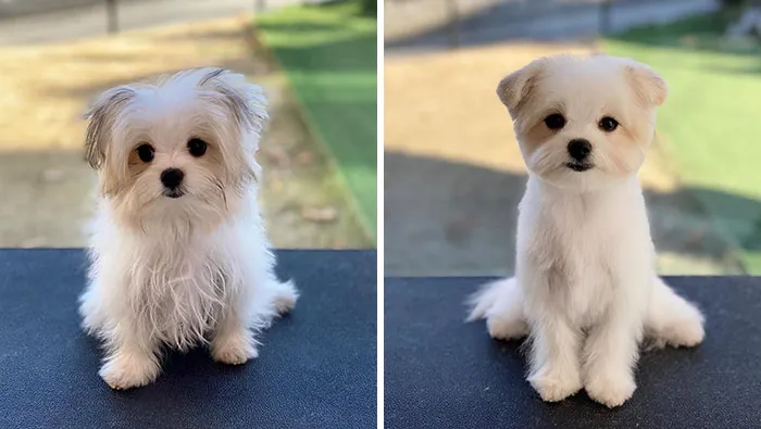 31 Dogs That Look Almost Unrecognizable After Seeing These Groomers