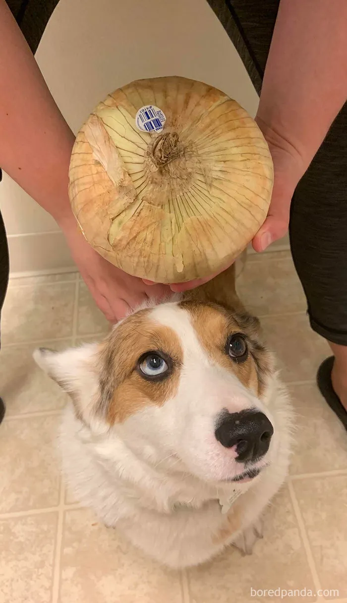 35 Times People Ordered Groceries During Quarantine And Got More Than They Bargained For