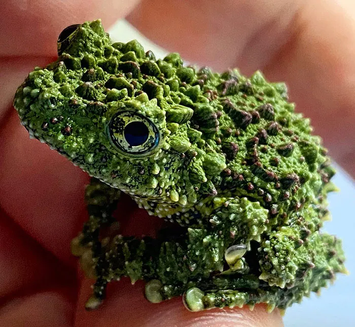 Vietnamese Mossy Frog