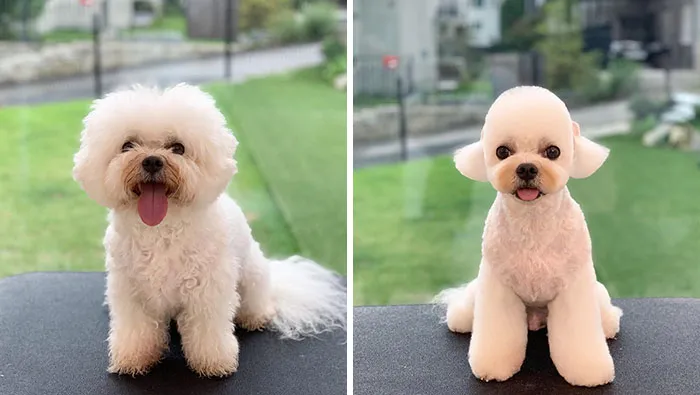 31 Perros que han quedado casi irreconocibles tras pasar por el perruquero