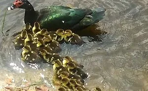 If It Looks Like A Duck Quacks Like A Duck It's A Duck