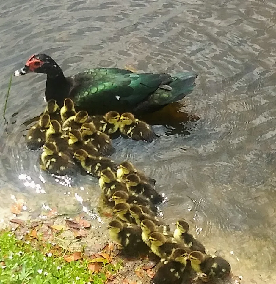If It Looks Like A Duck Quacks Like A Duck It's A Duck