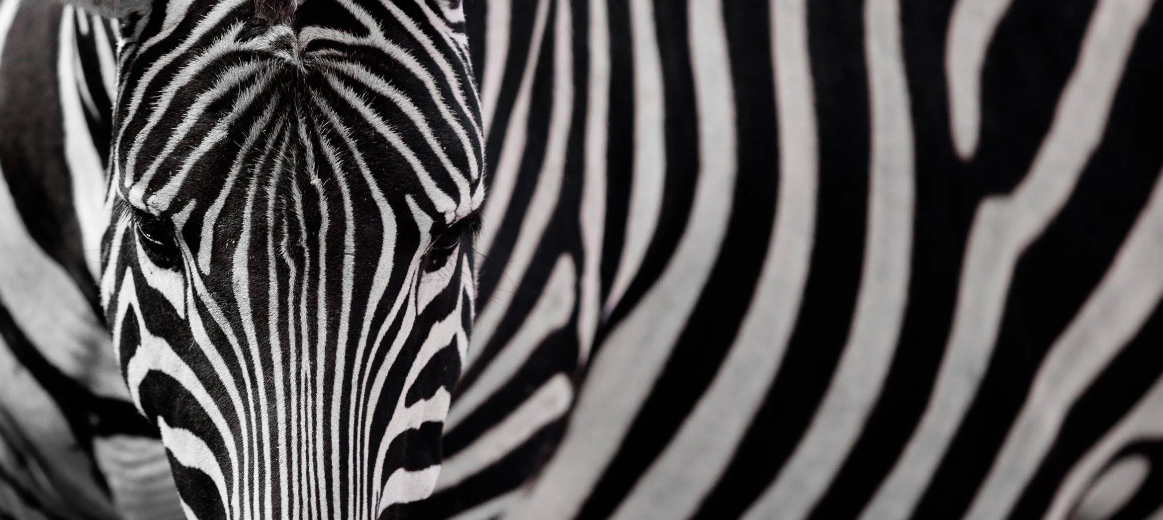 Zebras In Color Photographs