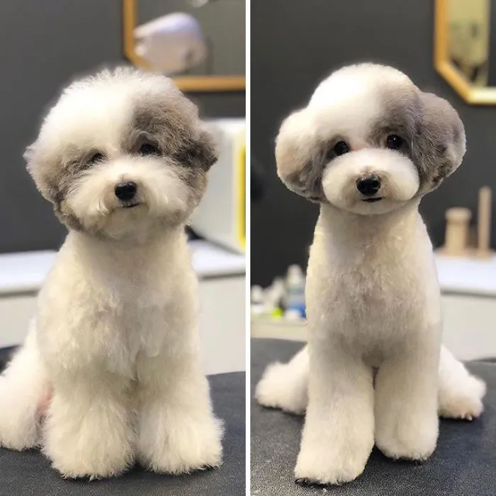 31 Dogs That Look Almost Unrecognizable After Seeing These Groomers