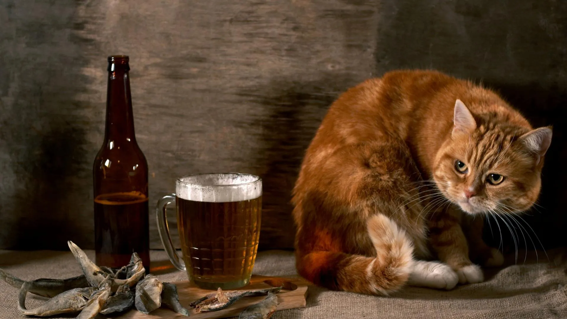 Best Animal Pictures In This World