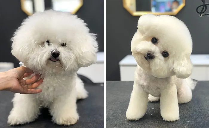 31 Dogs That Look Almost Unrecognizable After Seeing These Groomers