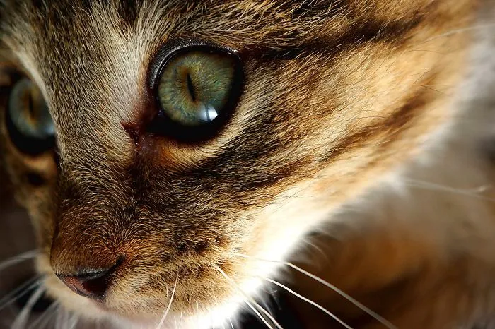The Beautiful Kitten