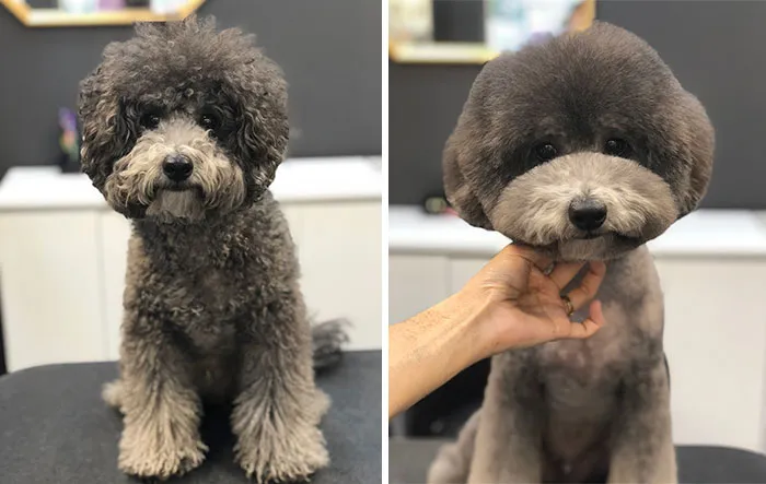 31 Perros que han quedado casi irreconocibles tras pasar por el perruquero