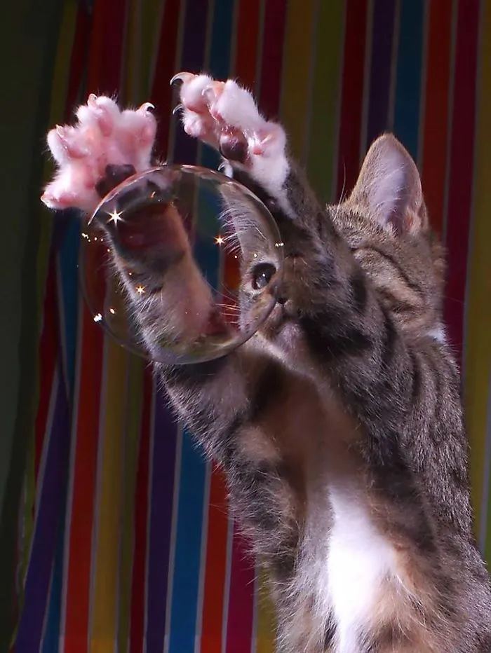 The Magic Kitten