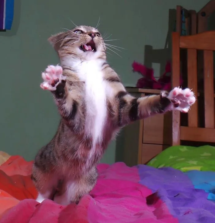 The Crazy Kitten