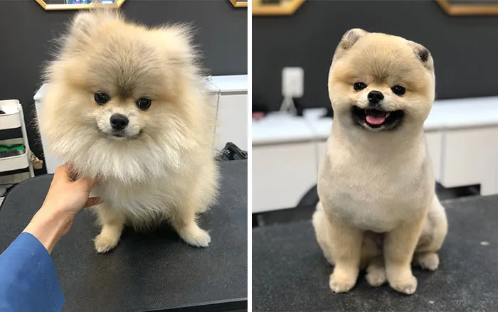 31 Perros que han quedado casi irreconocibles tras pasar por el perruquero