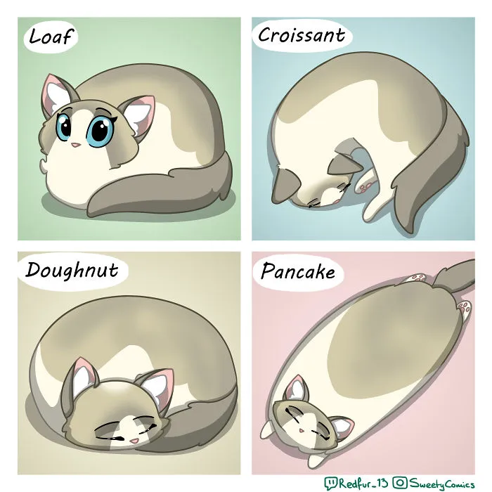 Cat Bakery