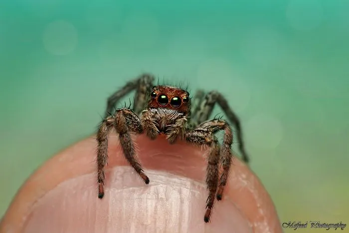Spider