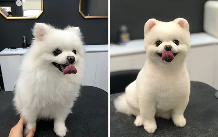 31 Dogs That Look Almost Unrecognizable After Seeing These Groomers