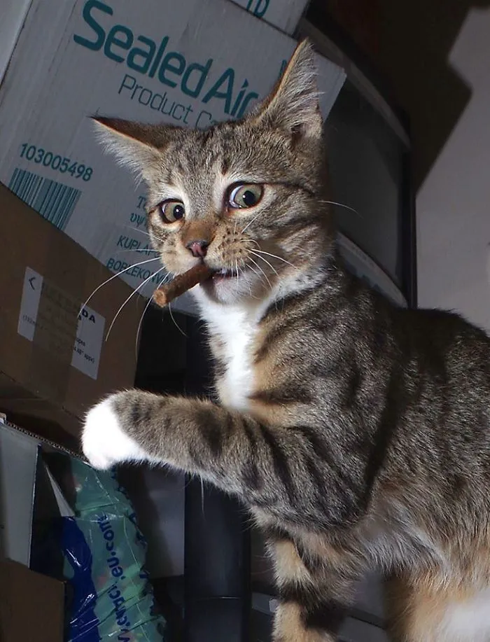 The Expressive Kitten