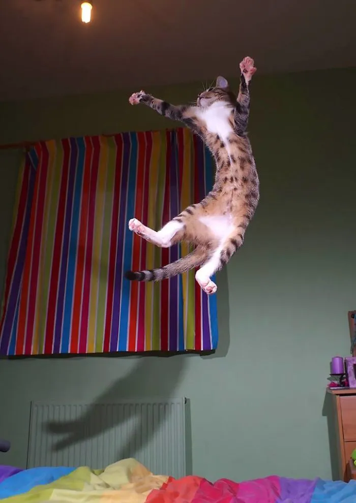 The Jumping Kitten