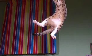 40 Of The Funniest Pics I Captured Of My Cat During His Short Life