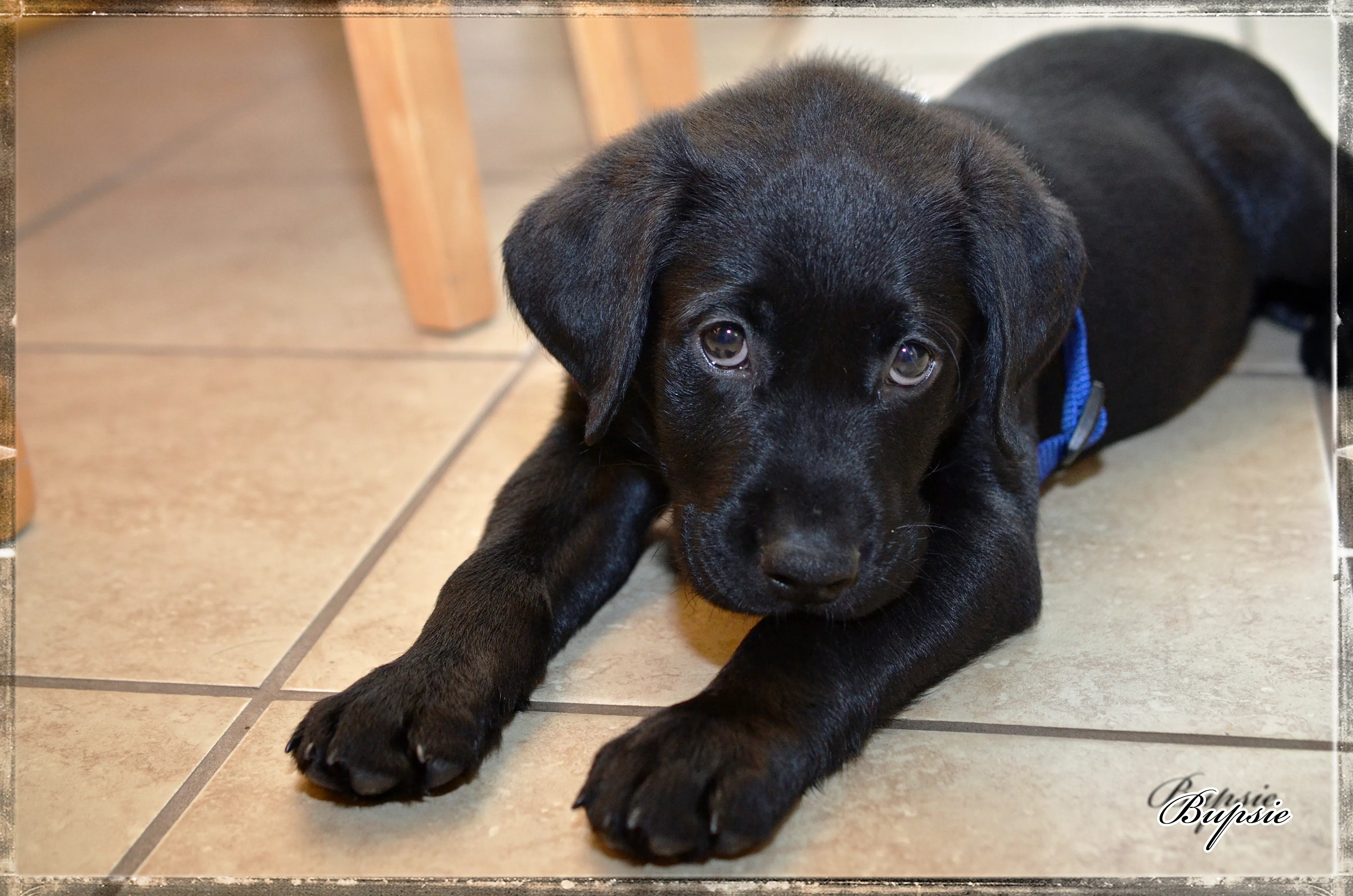 Max, The Black Labrador.