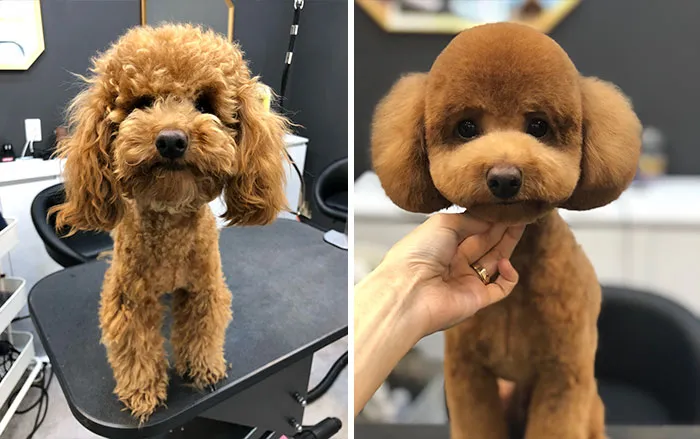 31 Dogs That Look Almost Unrecognizable After Seeing These Groomers