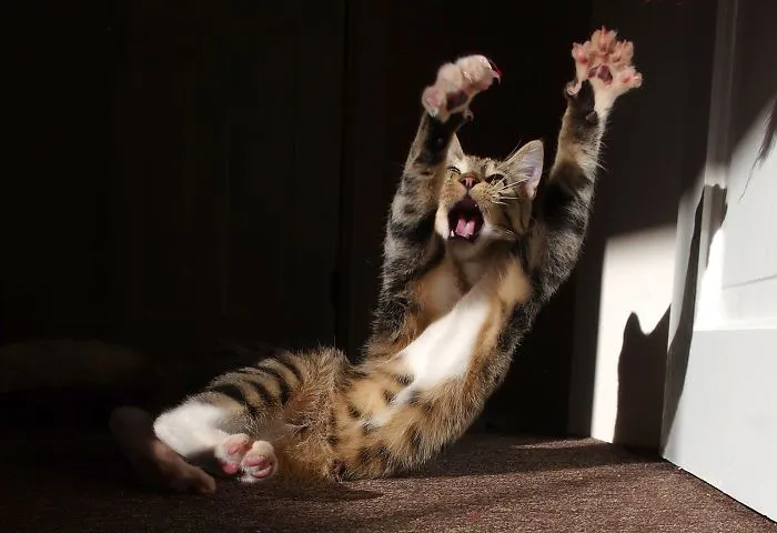 The Overdramatic Kitten