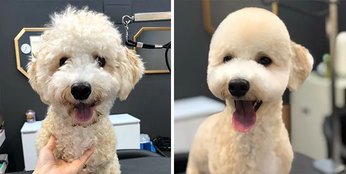 31 Perros que han quedado casi irreconocibles tras pasar por el perruquero