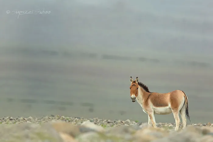 Indian Wildness