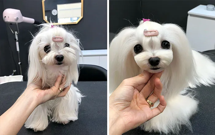 31 Dogs That Look Almost Unrecognizable After Seeing These Groomers