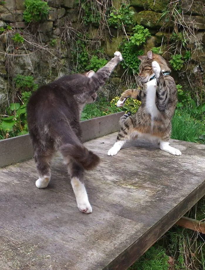 The Karate Kitten