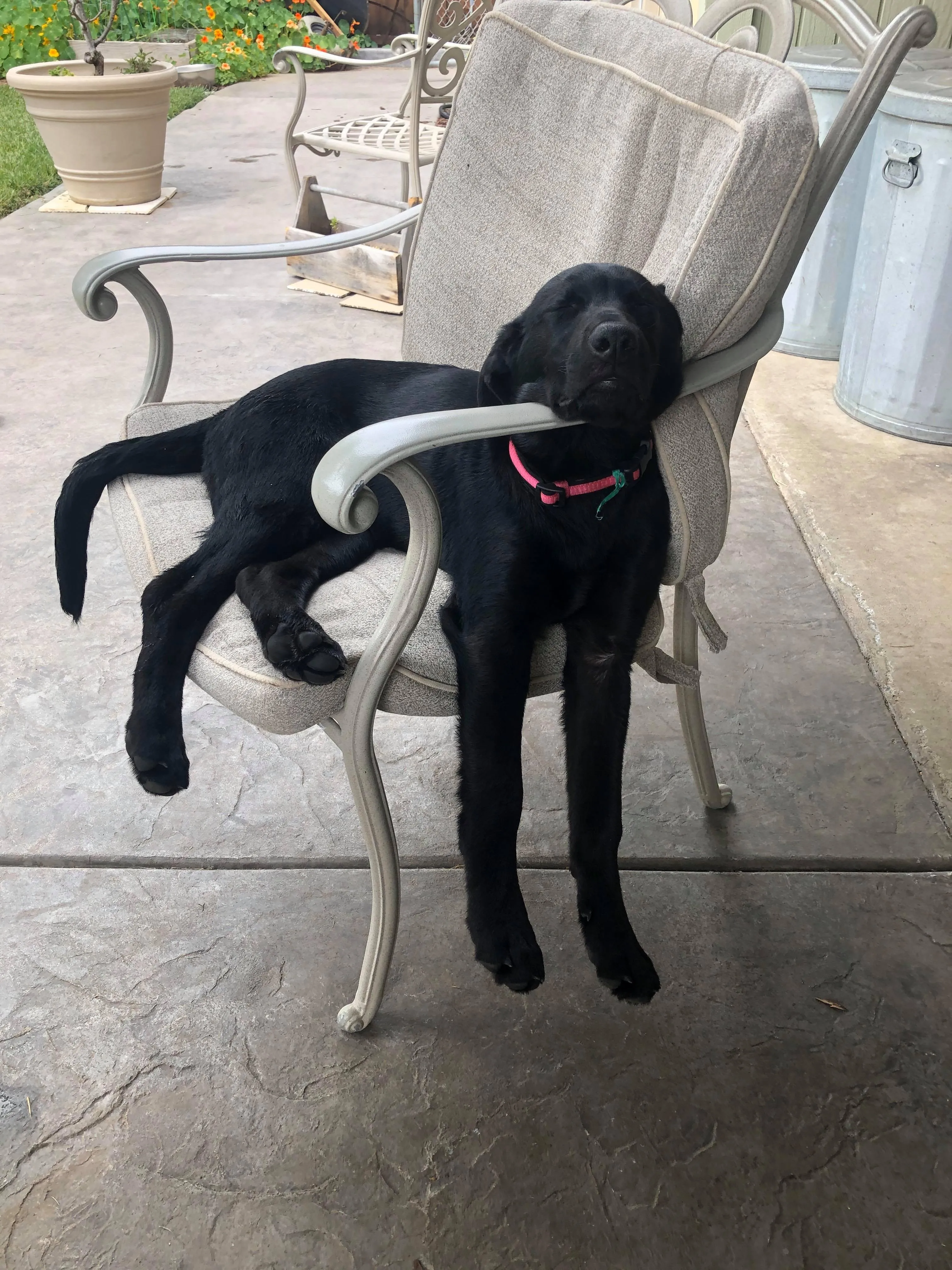 Our Friend’s Dog, Luna