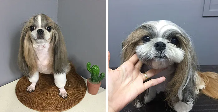 31 Perros que han quedado casi irreconocibles tras pasar por el perruquero