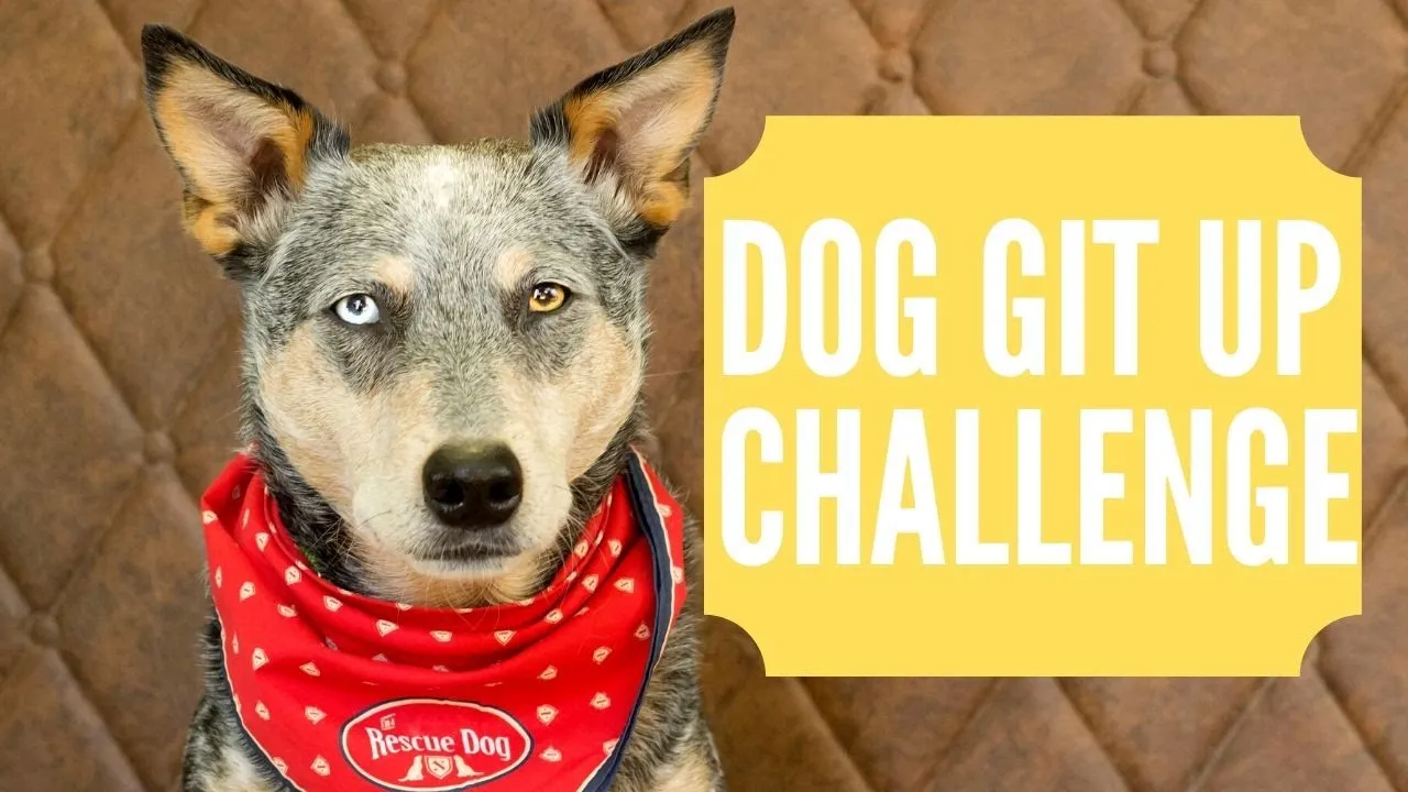 Dog Does The Git Up Challenge