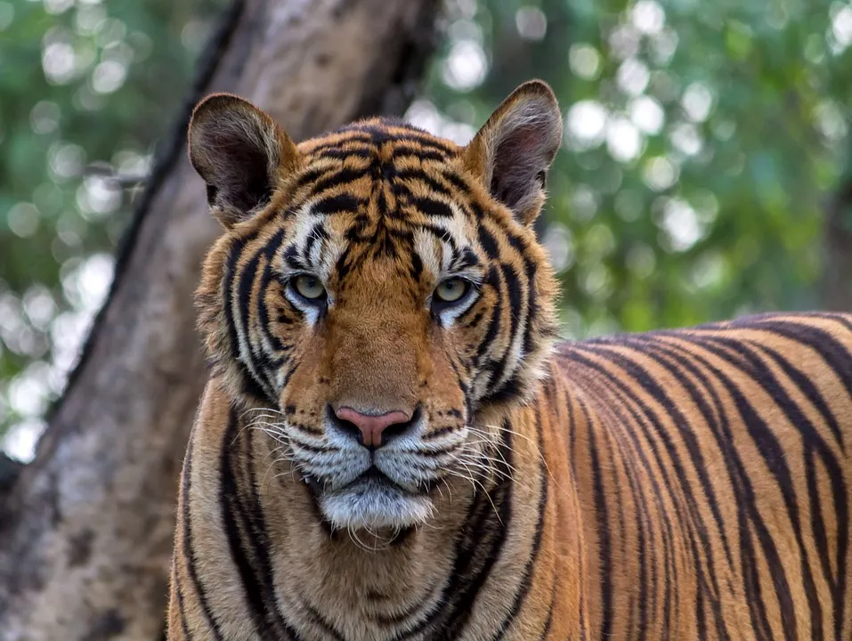 11 Amazing Tiger Photos, Showing Us The True Beauty Of These Creatures