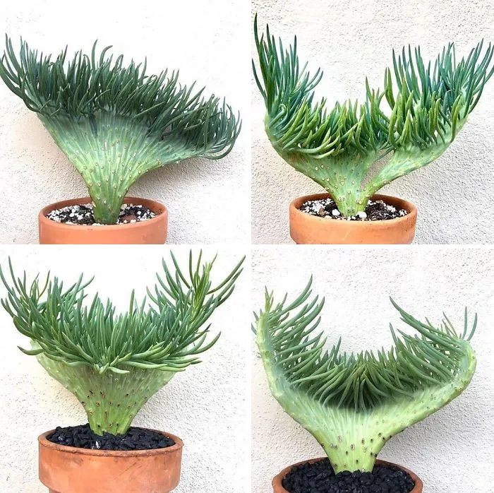 Suculenta cola de sirena