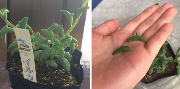 Suculenta en forma de delfín