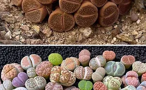 30 Types Of Succulents That Look Like Something Out Of This World