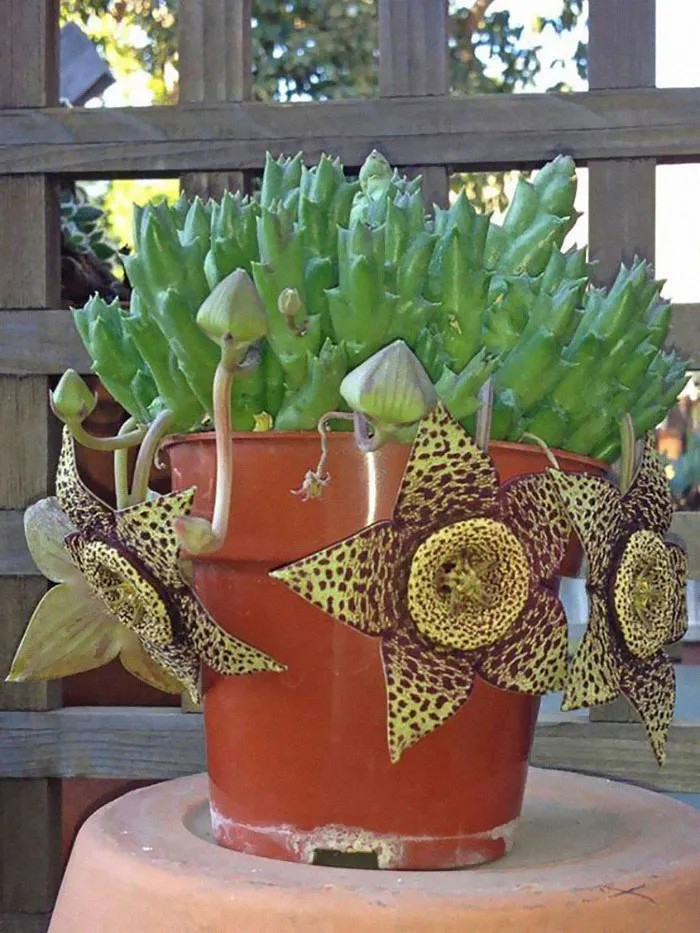 Orbea Variegata (planta estrella de mar)