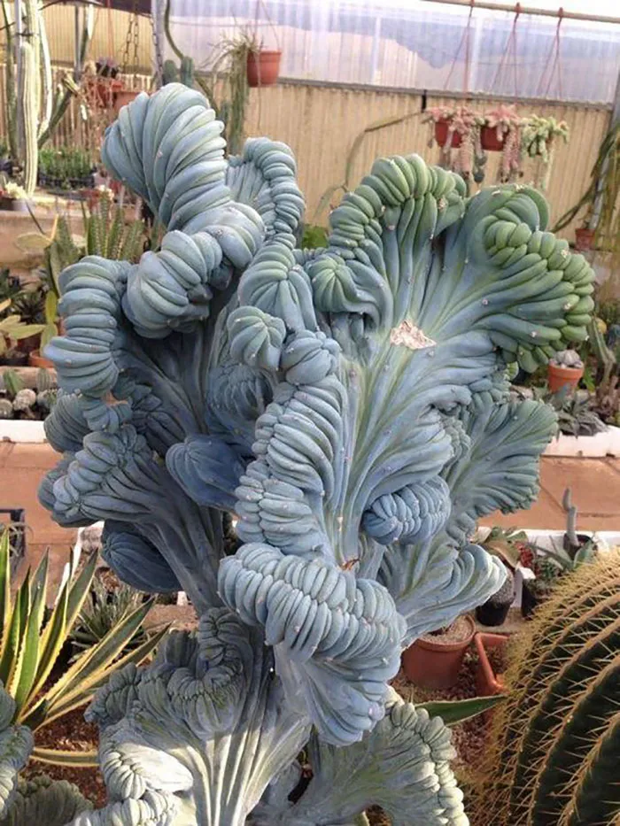 Myrtillocactus Geometrizans Succulent