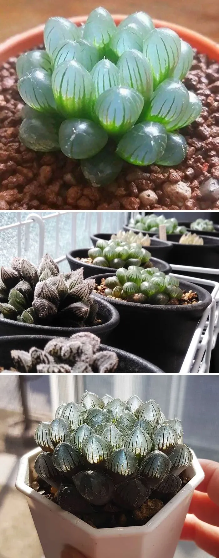 Un tipo de suculenta Haworthia