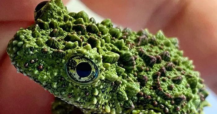 25 Photos Of Masters Of Disguise – Mossy Frogs