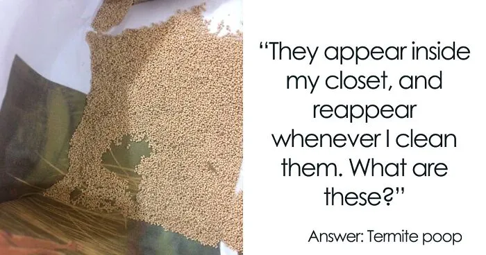 40 Times People Had No Idea What They Were Looking At, But The Internet Knew What It Was Right Away