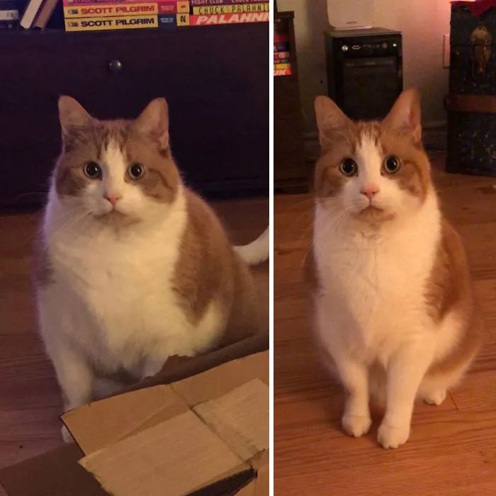 Mister Weez tras un año de dieta