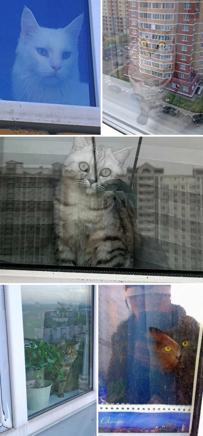 Trabajo como limpiaventanas, los gatos siempre se alegran de verme