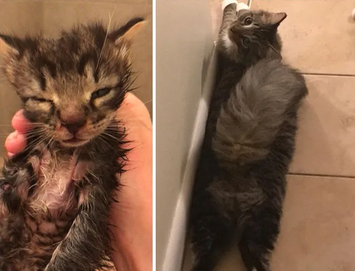 The Day I Brought Little Owen Home vs. 1 Year Later. He Grew Into Quite The Majestic Floof