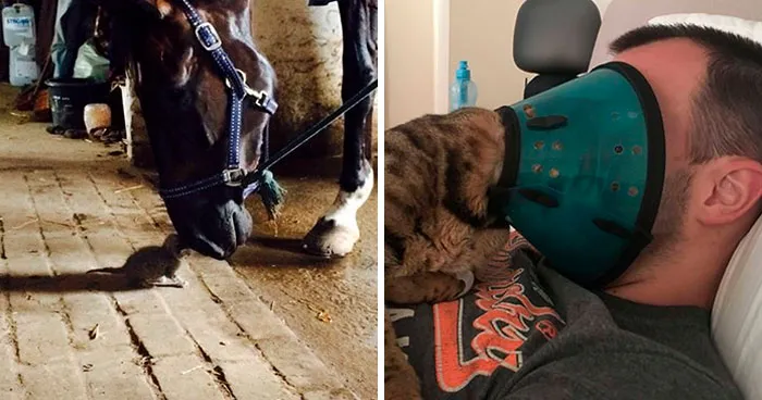 50 Reconfortantes imágenes de gatos que te animarán el día (nuevas fotos)